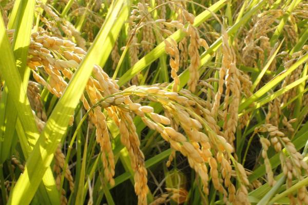 德盈168（试验名称：德盈168）水稻品种的特性，全生育期143.7天