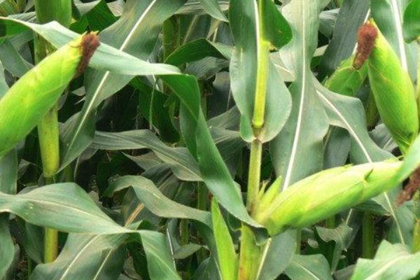 延科9号玉米种子介绍，播种期6月上到6月中旬
