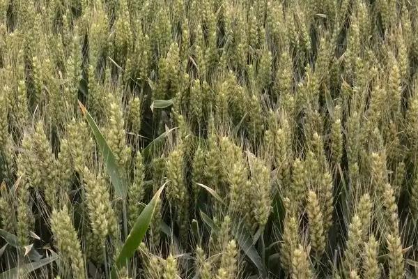 孟麦101小麦种子介绍，注意适时防治小麦病虫草害