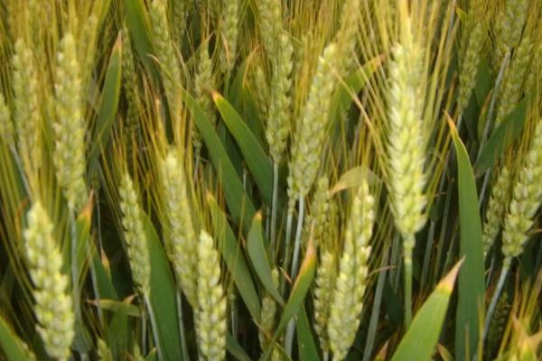 巨良8079小麦品种简介，注意适时防治小麦病虫草害