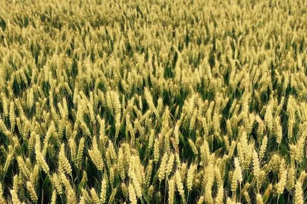 泰田麦118小麦品种的特性，足墒播种