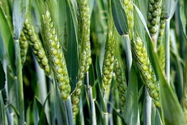 辐照5066小麦种子介绍，适宜播期为10月5日～15日