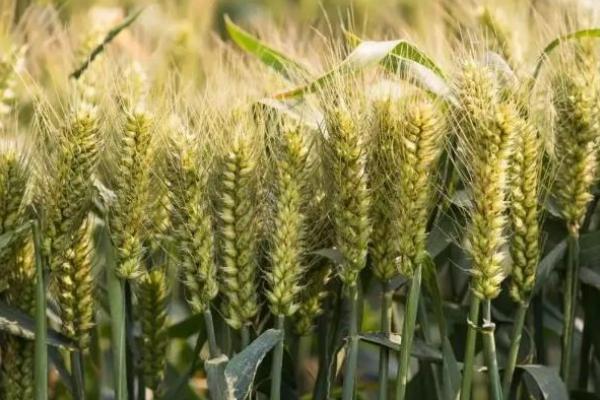 辐照5066小麦种子介绍，适宜播期为10月5日～15日