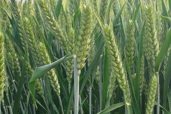 京英麦6号小麦品种简介，足墒播种