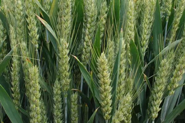 美利和9号小麦种子特点，适宜播期为10月5日～15日