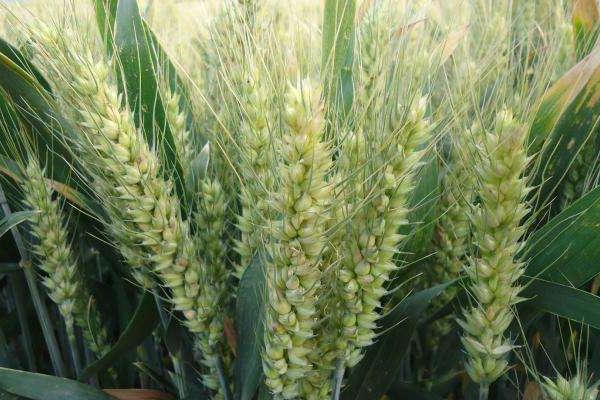 铂金麦1号小麦种简介，平均生育期234天