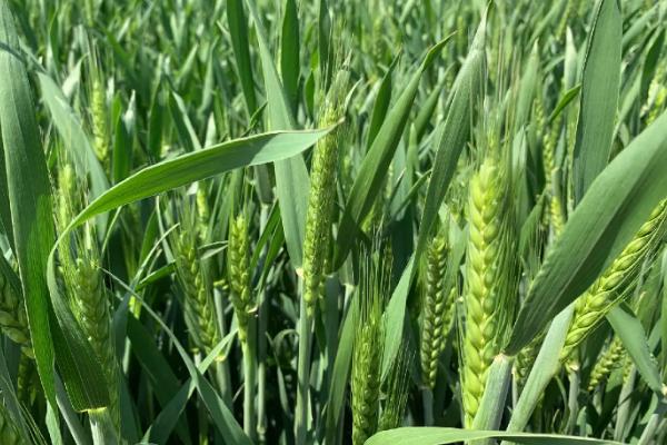 盛麦6号小麦种子介绍，自然发病鉴定中抗赤霉病