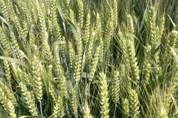农麦988小麦品种的特性，春性小麦品种