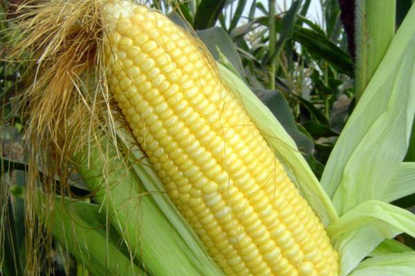 农甜20玉米种简介，高抗大小斑病和南方锈病