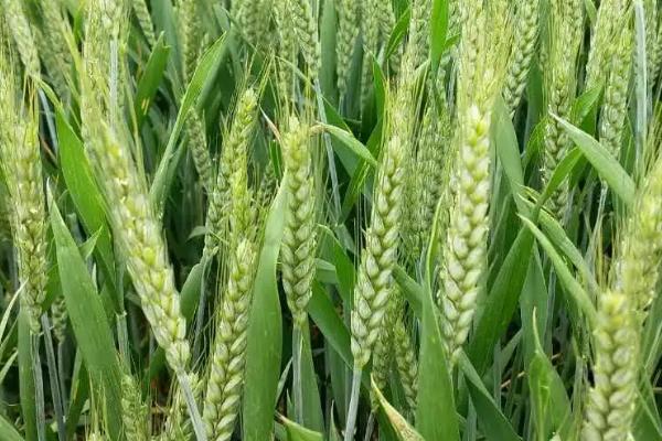 农麦988小麦品种的特性，春性小麦品种
