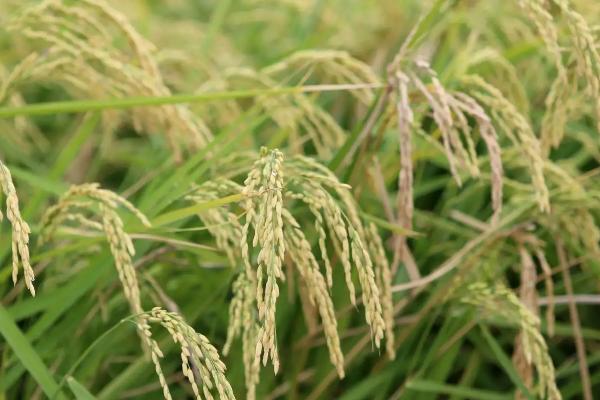 泰优荔乡丝苗水稻种子特征特性，中抗白叶枯病（IX型菌3级）