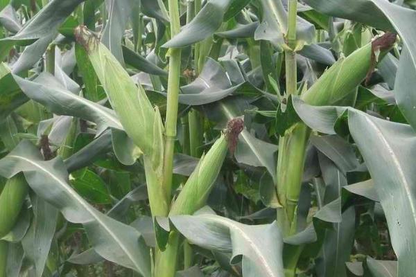 粤白糯8号玉米种子特征特性，中等肥力以上地块栽培