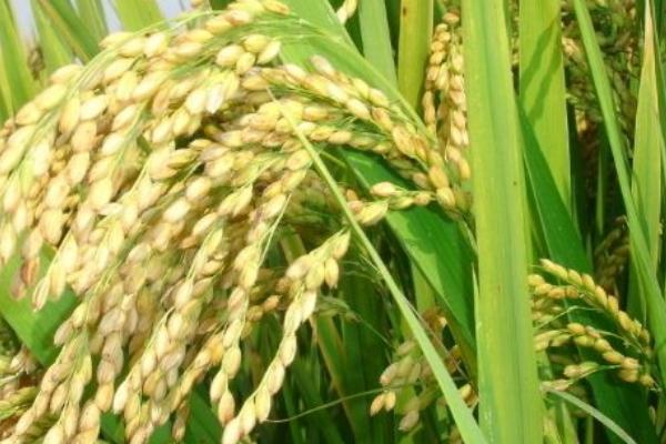 泰优荔乡丝苗水稻种子特征特性，中抗白叶枯病（IX型菌3级）