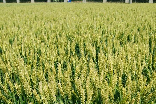 小麦遭遇倒春寒怎么办，及时追肥、松土保温等措施均有效