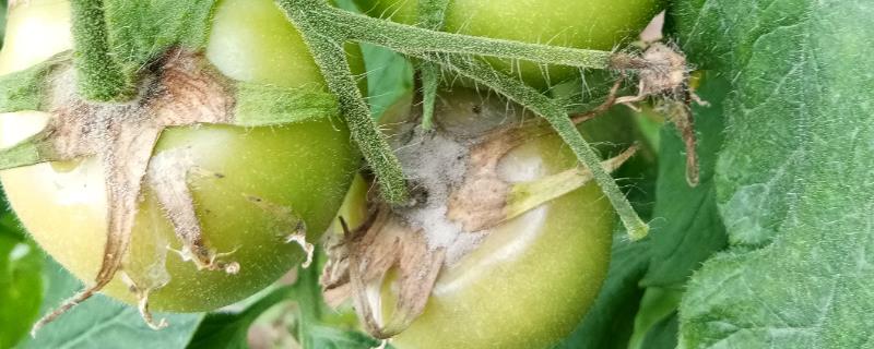 灰霉病的症状，不同部位的症状不同