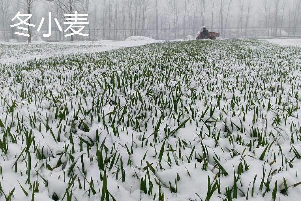 冬小麦的分布，长城以南为冬小麦