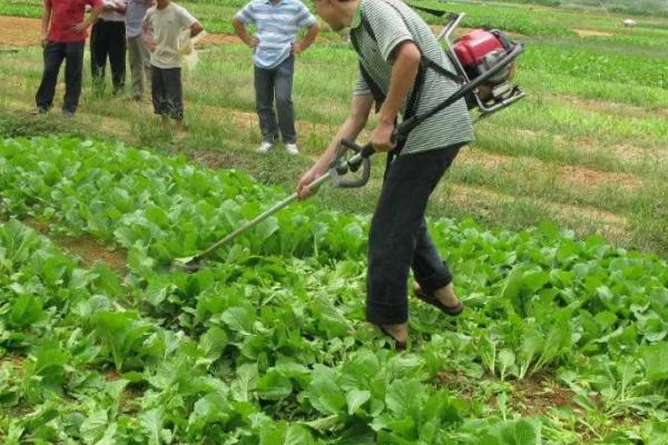 低碳防治蔬菜虫害的方法，将清水、尿素、洗衣粉混匀后可防治多种害虫