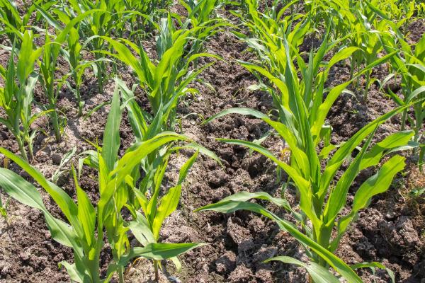 郑单7153玉米种简介，要求中上等肥力土壤