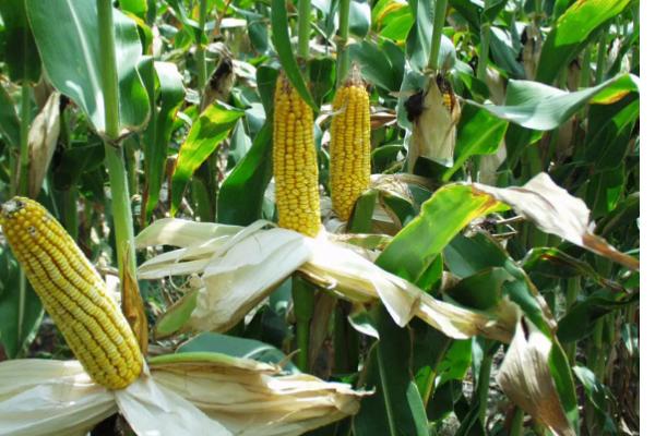 GY511玉米种子特点，选择中等肥力以上地块栽培