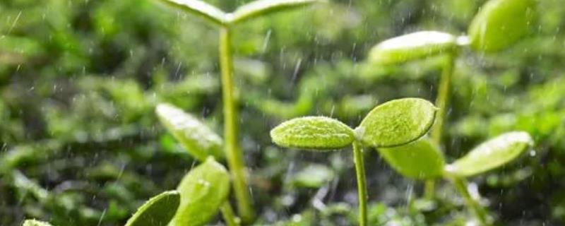 为什么雨水会让植物长得快，雨水里含有充足的氧气