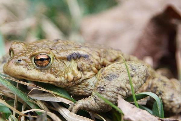 青蛙是怎么冬眠的，会寻找到温暖的地方进行冬眠