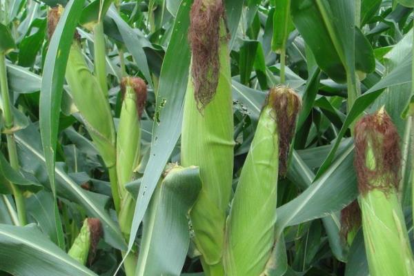 华美玉336玉米种子特点，大喇叭口期应注意防治玉米螟
