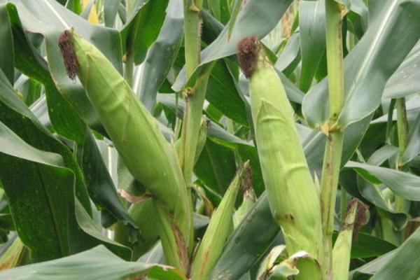 华美玉336玉米种子特点，大喇叭口期应注意防治玉米螟
