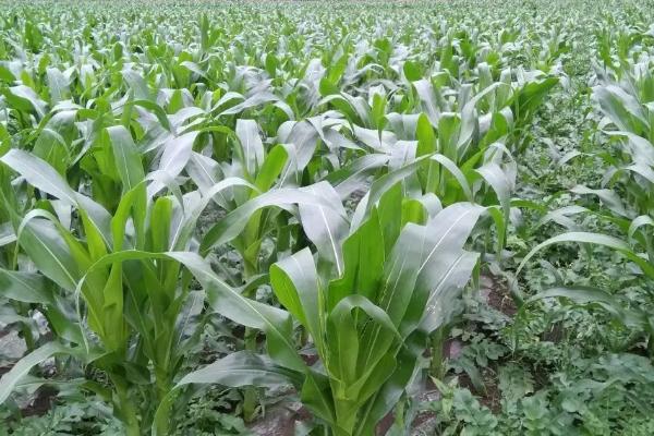 鑫瑞25玉米种子特点，中等肥力地块