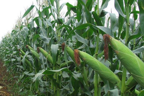 吉农大610玉米种子特点，种植密度不宜过大