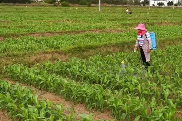 农单729玉米种子特点，亩种植密度4500株左右