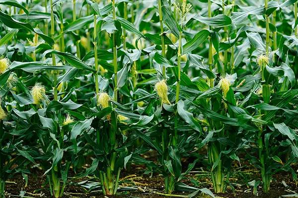 合玉188玉米种简介，每亩种植密度为4500株