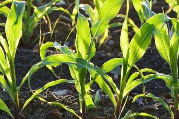 京科429玉米种子特点，适应区4月下旬至5月上旬播种