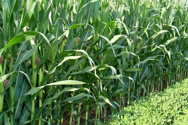 七彩857玉米种子特征特性，种肥每亩施用磷酸二铵15千克