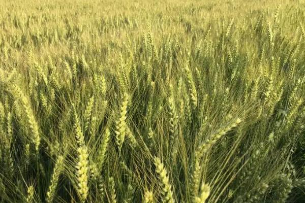 中麦30小麦品种简介，适宜播期10月上中旬