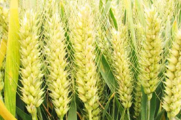 中麦30小麦品种简介，适宜播期10月上中旬
