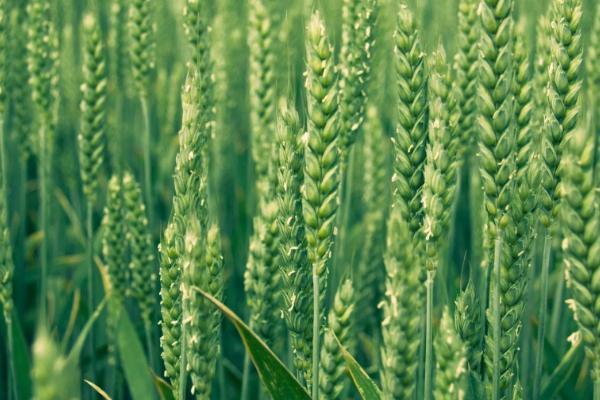 吉兴653小麦品种简介，高抗条锈病