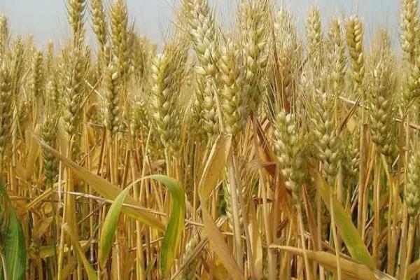 吉兴653小麦品种简介，高抗条锈病