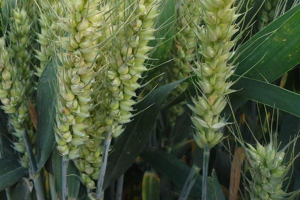 涡麦101小麦种子简介，适宜播期10月上中旬