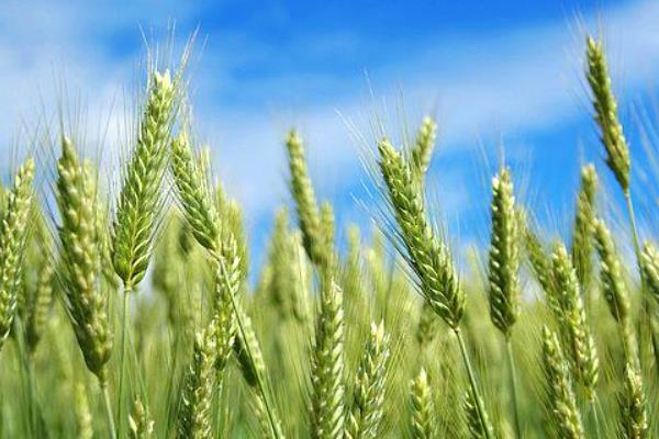 淮麦44小麦种子简介，注意防治白粉病和纹枯病