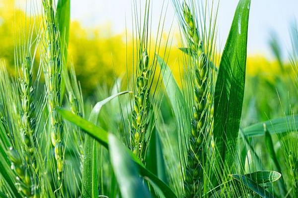 郑麦129小麦种简介，适宜播种期10月上中旬