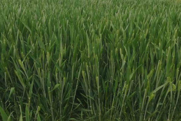 淮麦44小麦种子简介，注意防治白粉病和纹枯病