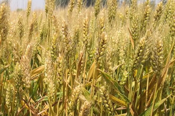 菏麦23小麦品种简介，灌浆期应及时防治麦蚜及病害
