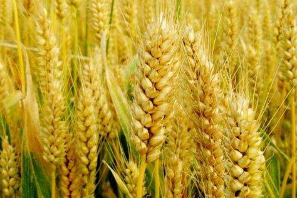 菏麦23小麦品种简介，灌浆期应及时防治麦蚜及病害