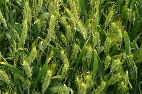 江麦186小麦种简介，高抗叶锈病