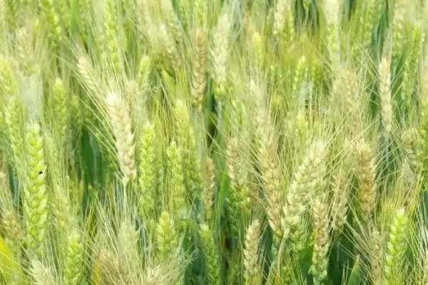 克春111362小麦种子介绍，药剂拌种以防治根腐病