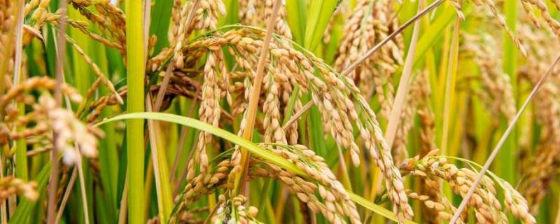 民升优1949水稻种子特点，籼型三系杂交水稻品种
