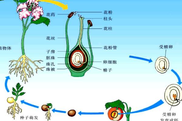 有性生殖是什么，包括接合生殖和配子生殖