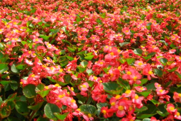 四季海棠的养殖方法，放在温暖且阳光充足的环境中养护