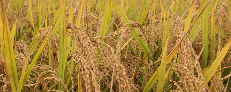 晶泰优粤农丝苗水稻种简介，每亩纯氮控制在9－10千克
