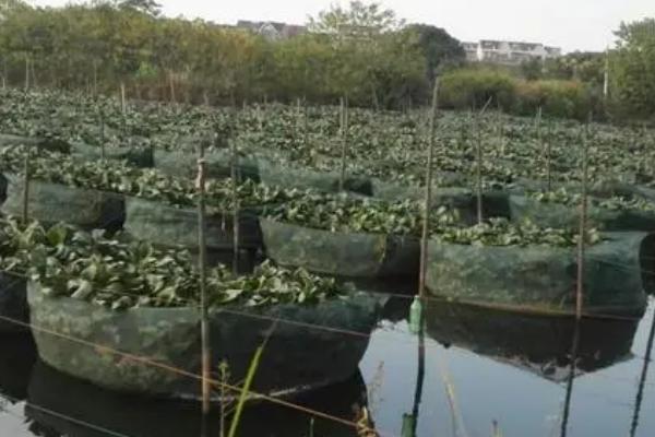 黄鳝的养殖基地哪里有，湖南地区主要集中在洞庭湖畔